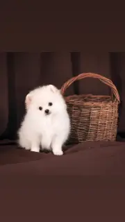 Photos supplémentaires: Chiots blancs allemands de spitz.