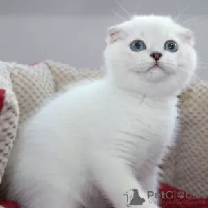 Photo №1. scottish fold - à vendre en ville de Vienna | 250€ | Annonce № 117015