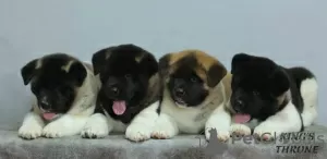 Photos supplémentaires: chiots akita américain