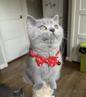 Photo №4. Je vais vendre british shorthair en ville de Houston. annonce privée - prix - 284€