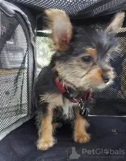 Photos supplémentaires: Il reste 2 superbes chiots Yorkshire Terrier (âgés de 10 semaines)