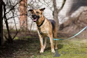 Photos supplémentaires: Sauvez la chienne Lexi, elle a un besoin urgent d'un foyer