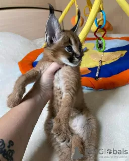 Photos supplémentaires: chatons Caracal Serval et Savannah F1