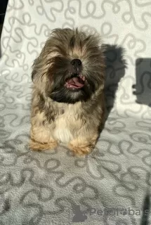 Photos supplémentaires: Gène de chocolat de chien Shih Tzu, certificat de naissance, disponible pour le