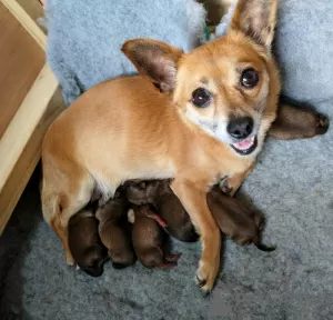 Photos supplémentaires: Beaux chiots Poméranie x Chorkie