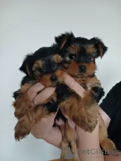 Photo №1. yorkshire terrier - à vendre en ville de Košice | 350€ | Annonce №129553