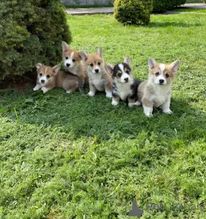 Photo №4. Je vais vendre welsh corgi en ville de Tallinn. annonce privée - prix - 800€