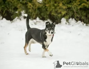 Photo №3. Margo le chien est une trouvaille entre de bonnes mains.. Fédération de Russie