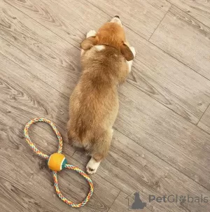 Photos supplémentaires: Chiot Welsh Corgi Pembroke mâle