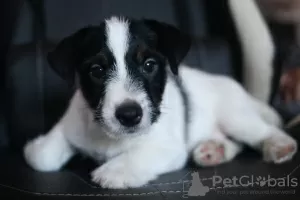 Photos supplémentaires: Chiot Jack Russell Terrier