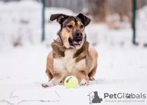 Photos supplémentaires: Bim, un jeune chien joyeux, cherche un foyer.