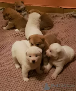 Photos supplémentaires: 8 chiots japonais Akita Inu - 6 garçons et 2 filles