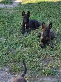 Photos supplémentaires: Chiots berger hollandais