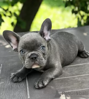 Photo №1. bouledogue - à vendre en ville de Five Points | 521€ | Annonce №120947