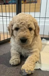 Photos supplémentaires: AJ Adorables mini chiots Goldendoodle