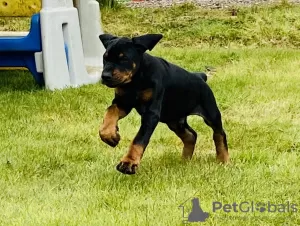 Photo №2 de l'annonce № 36949 de la vente dobermann - acheter à Fédération de Russie annonce privée