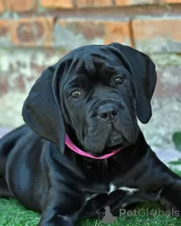 Photo №1. cane corso - à vendre en ville de Москва | 1€ | Annonce №62402