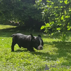 Photos supplémentaires: chiots bouledogue francais a vendre