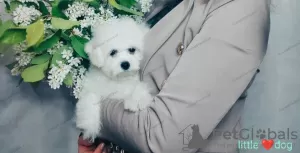 Photo №1. bichon à poil frisé - à vendre en ville de Москва | 739€ | Annonce №50728