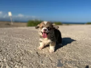 Photos supplémentaires: Je vends des chiots corgi Pembroke