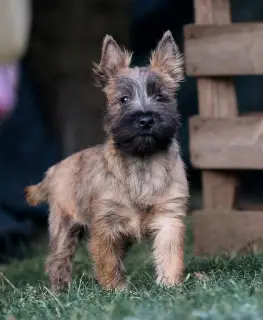 Photos supplémentaires: Filles Cairn Terrier