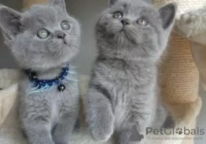 Photo №1. british shorthair - à vendre en ville de Tournai | Gratuit | Annonce № 128752