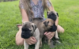 Photo №3. Chiots Bullmastiff à vendre. USA