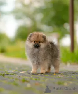 Photo №3. Chiots spitz. Biélorussie