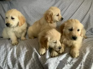 Photo №1. golden retriever - à vendre en ville de Киль | négocié | Annonce №109160