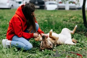 Photos supplémentaires: Kira, loyale et obéissante, recherche son propriétaire !