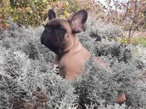 Photos supplémentaires: filles de bouledogue français chic