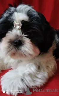 Photo №1. shih tzu - à vendre en ville de Ворзель | 309€ | Annonce №7401