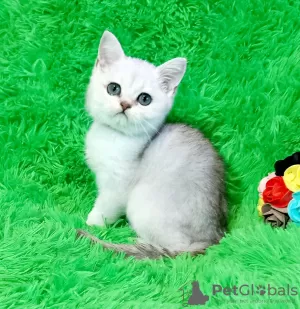 Photo №1. british shorthair - à vendre en ville de Pavlograd | 217€ | Annonce № 18222