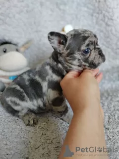 Photos supplémentaires: chiots bouledogue français