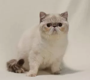 Photo №1. exotic shorthair - à vendre en ville de Nikolaev | Négocié | Annonce № 5657