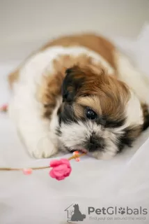 Photo №3. Vente de chiots de la race Shih Tzu.. Ukraine