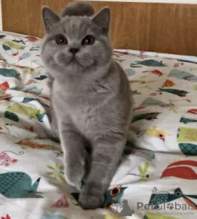 Photo №1. british shorthair - à vendre en ville de Пршибрам | 6152€ | Annonce № 75034