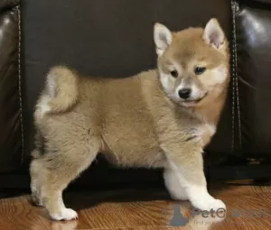 Photo №1. shiba - à vendre en ville de Texas City | 284€ | Annonce №42172