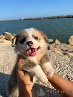 Photos supplémentaires: Je vends des chiots corgi Pembroke