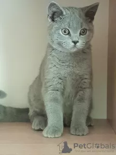 Photo №1. british shorthair - à vendre en ville de Rzeszów | 478€ | Annonce № 68962