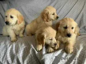 Photo №1. golden retriever - à vendre en ville de Винтерберг | négocié | Annonce №132321