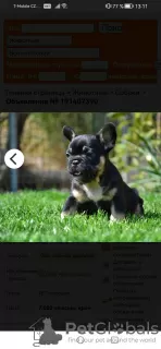 Photo №2 de l'annonce № 119393 de l'achat bouledogue - acheter à République Tchèque de la fourrière, éleveur