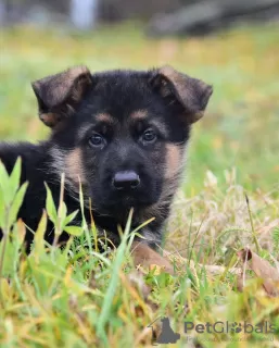 Photo №1. berger allemand - à vendre en ville de Minsk | 107€ | Annonce №76632