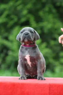 Photo №4. Je vais vendre cane corso en ville de Minsk. de la fourrière, éleveur - prix - 363€