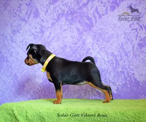 Photo №2 de l'annonce № 1285 de la vente pinscher miniature - acheter à Biélorussie annonce privée