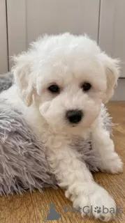 Photo №1. bichon à poil frisé - à vendre en ville de Erzelj | 300€ | Annonce №71332