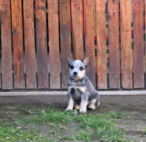 Photo №1. bouvier australien - à vendre en ville de Kovin | négocié | Annonce №127114