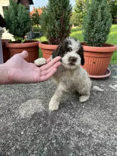 Photo №4. Je vais vendre chien d'eau romagnol en ville de Smederevo. annonce privée - prix - négocié