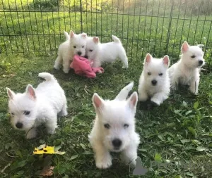 Photo №1. west highland white terrier - à vendre en ville de Nuremberg | 300€ | Annonce №70960