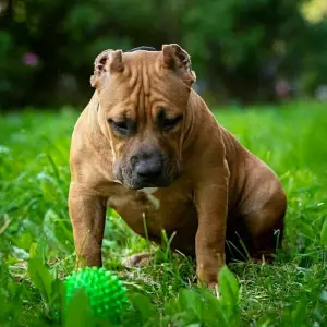 Photo №2 de l'annonce № 2942 de la vente american bully - acheter à Fédération de Russie de la fourrière, éleveur